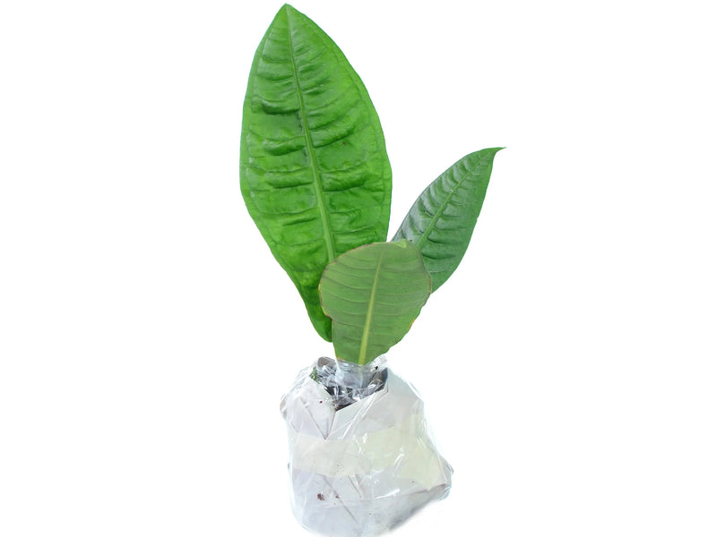 anthurium reflexinervium for sale Anthurium reflexinervium — Ecuagenera Orquídeas del Ecuador