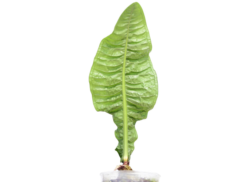 anthurium reflexinervium for sale Anthurium reflexinervium — Ecuagenera Orquídeas del Ecuador