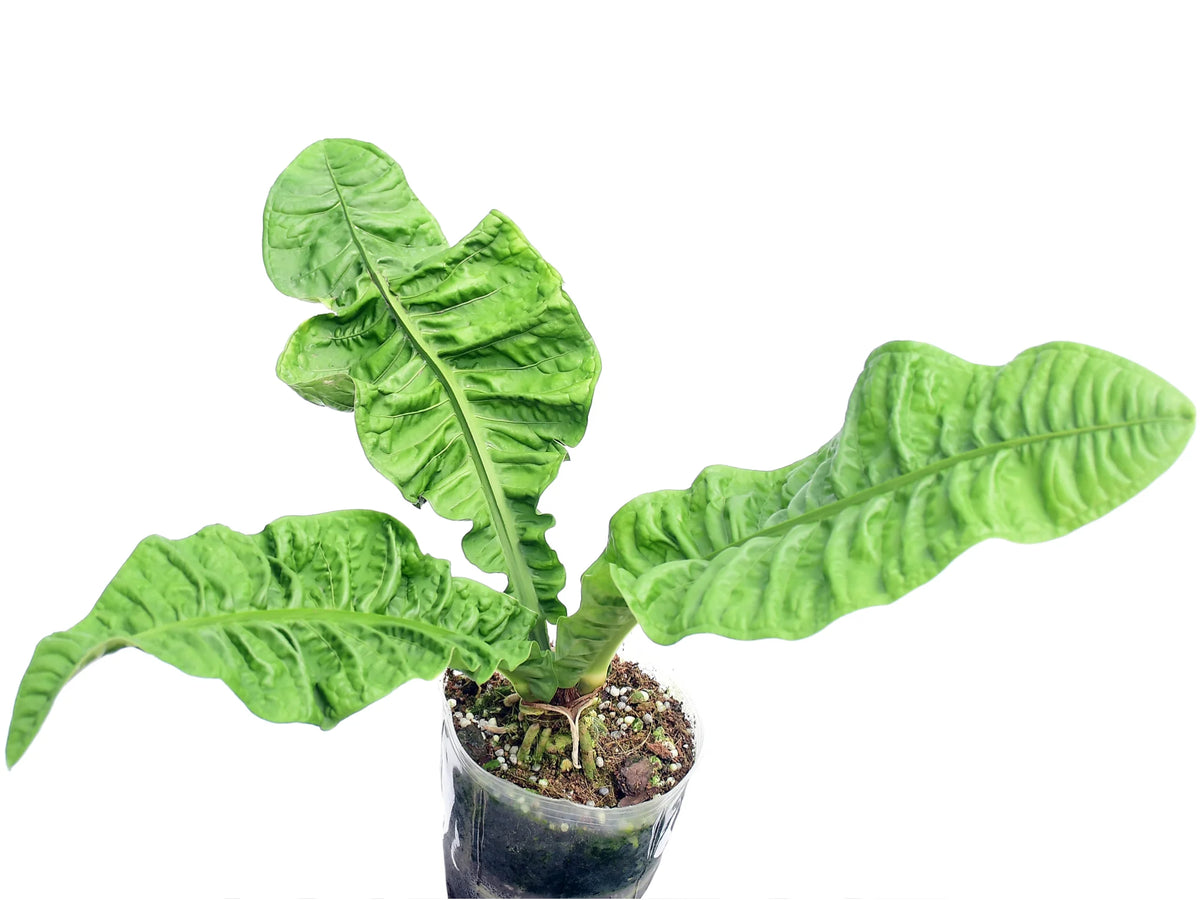 anthurium reflexinervium for sale Anthurium reflexinervium