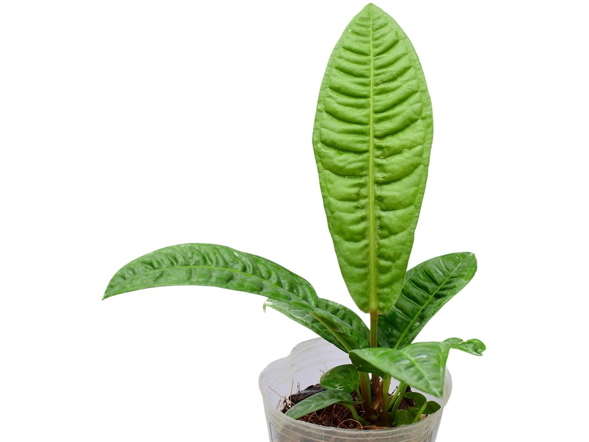 anthurium reflexinervium for sale Anthurium reflexinervium (seedling)