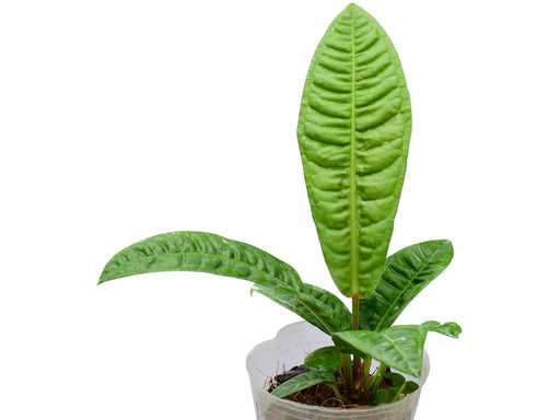 anthurium roseonervium Anthurium reflexinervium (seedling) — Ecuagenera Orquídeas del Ecuador
