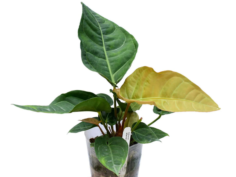 Anthurium reflexinervium x Athurium luxurians