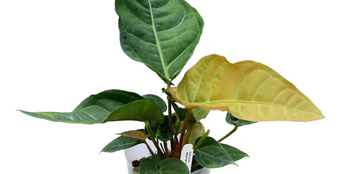 Anthurium reflexinervium x Anthurium luxurians — Ecuagenera Orquídeas del  Ecuador