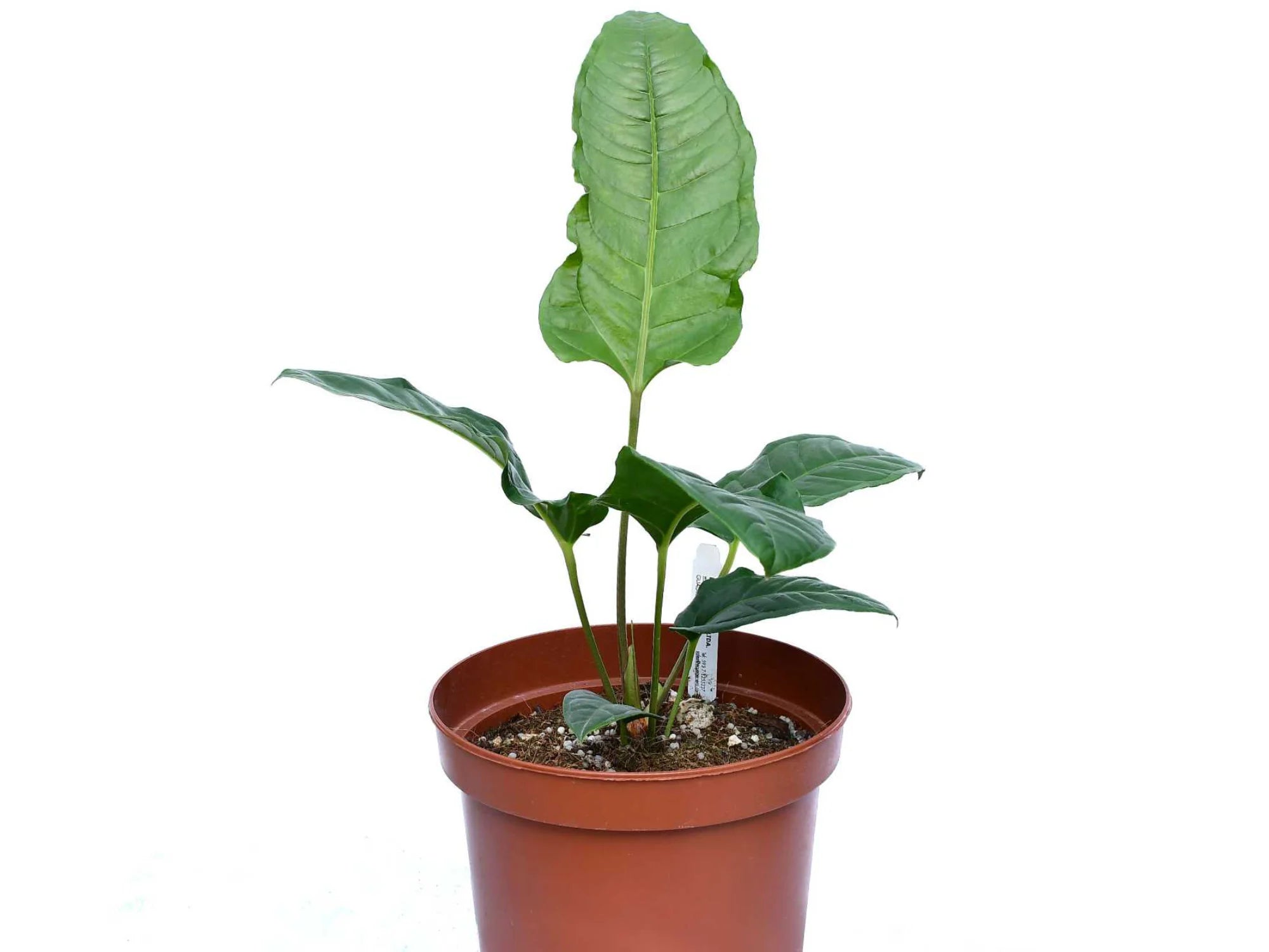 Anthurium reflexinervium x pedatum - Rare Hybrid Houseplant