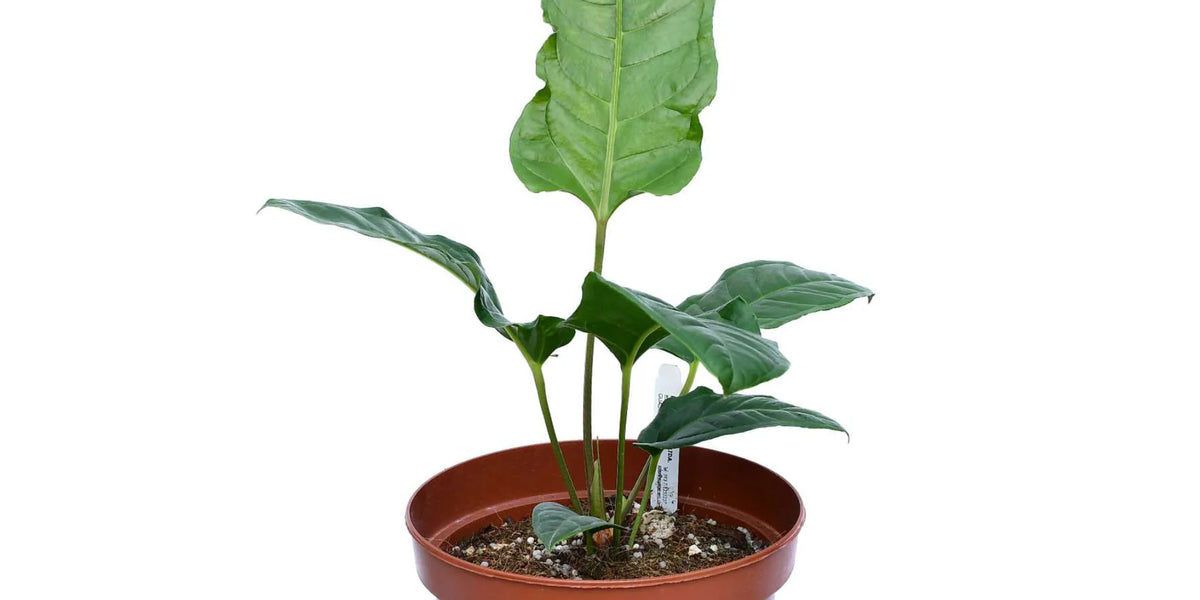Anthurium pedatum red veins ペダツム Anthurium reflexinervium x pedatum - Rare Hybrid Houseplant