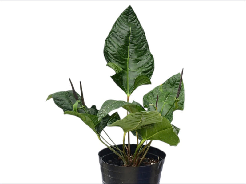 Anthurium reflexinervium x Athurium luxurians