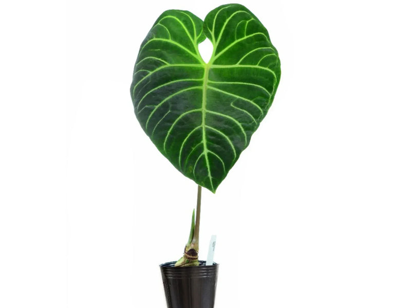 anthurium regale chonk Anthurium regale