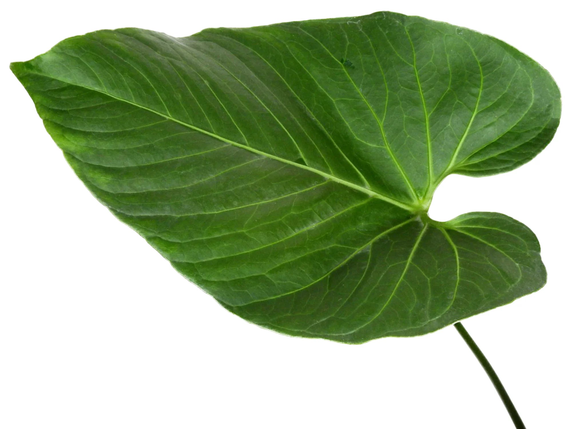 anthurium regale planta de casa Anthurium regale aff — Ecuagenera Orquídeas del Ecuador