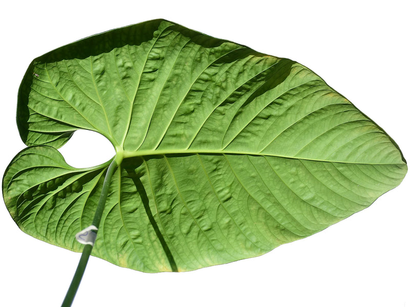anthurium regale planta de casa Anthurium regale aff — Ecuagenera Orquídeas del Ecuador