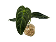 anthurium regale for sale Anthurium regale — Ecuagenera Orquídeas del Ecuador