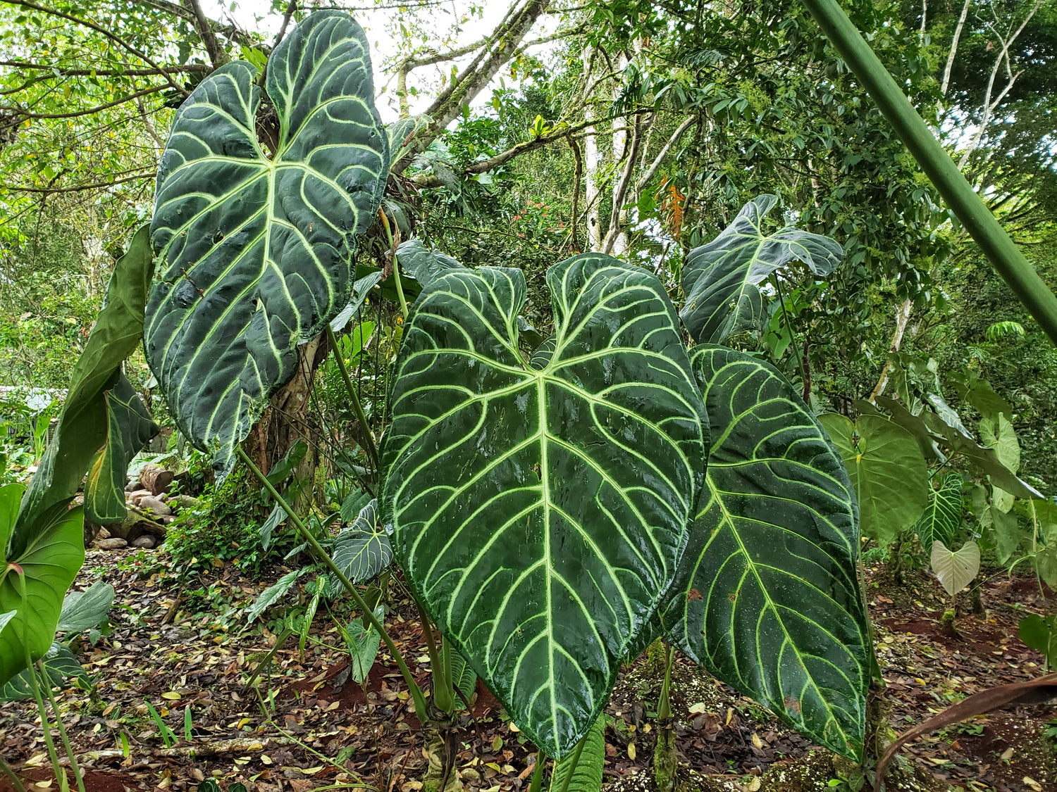anthurium rionegrense Anthurium regale — Ecuagenera Orquídeas del Ecuador