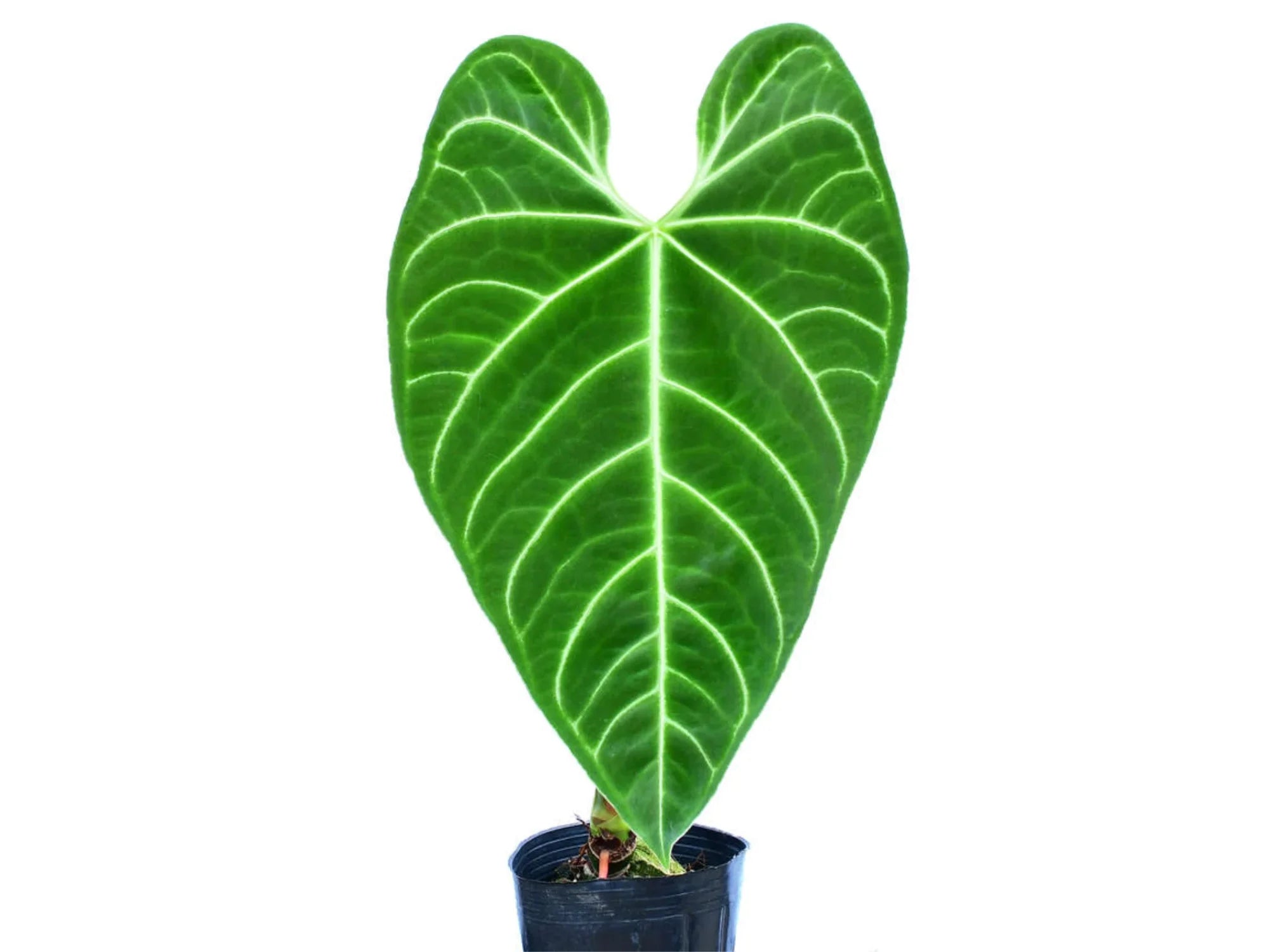 Anthurium regale — Ecuagenera Orquídeas del Ecuador