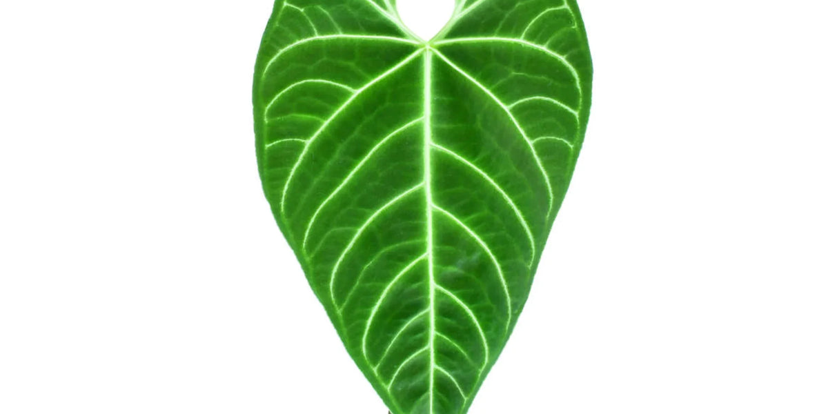anthurium regale ecuagenera Anthurium regale