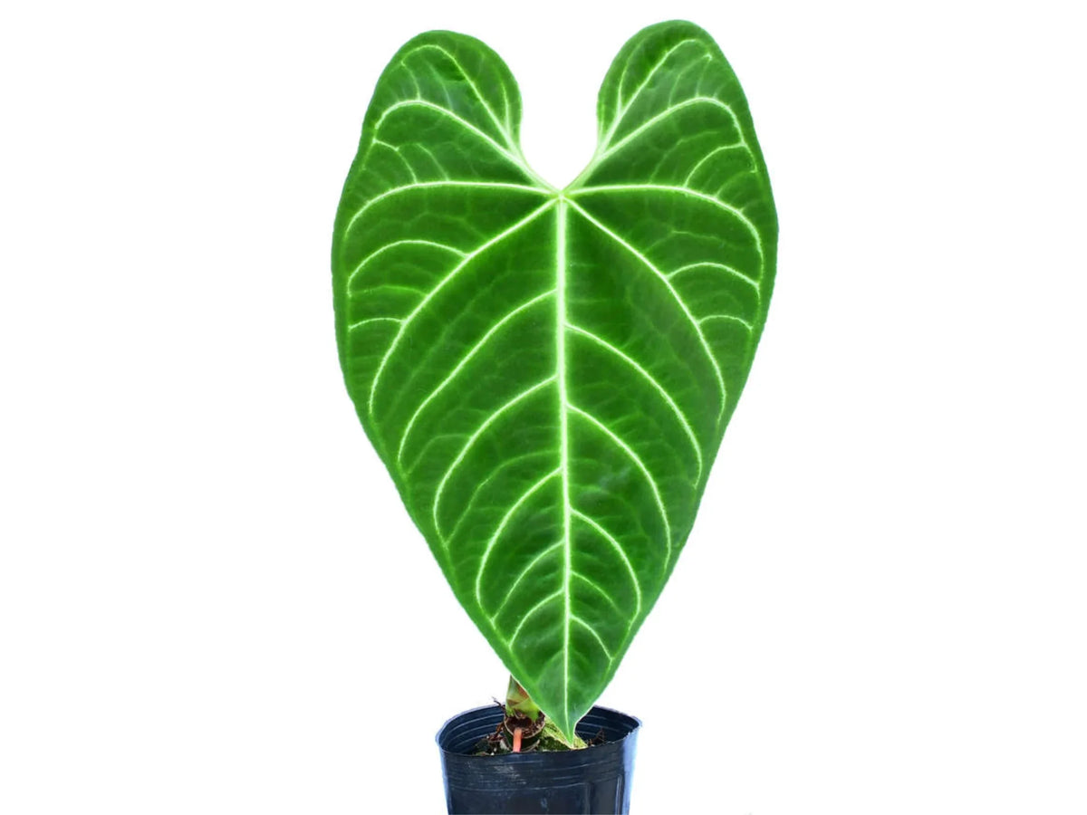 anthurium regale Anthurium regale — Ecuagenera Orquídeas del Ecuador
