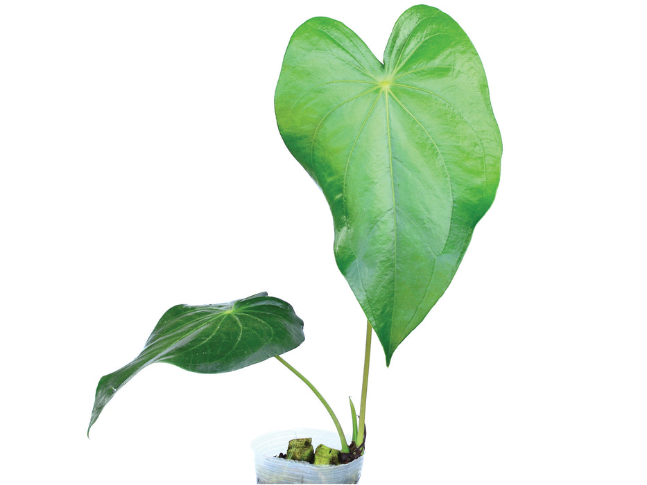 Anthurium regale light