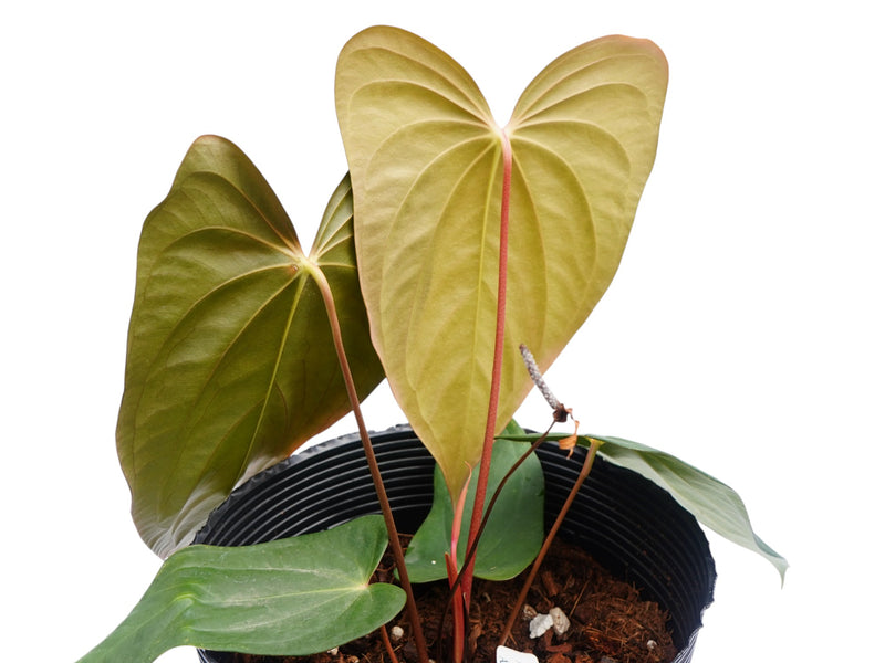 anthurium papillilaminum x regale Anthurium Royal Papillon — Ecuagenera Orquídeas del Ecuador