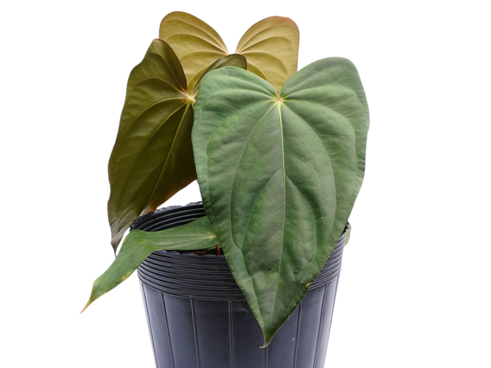 anthurium papillilaminum x regale Anthurium Royal Papillon