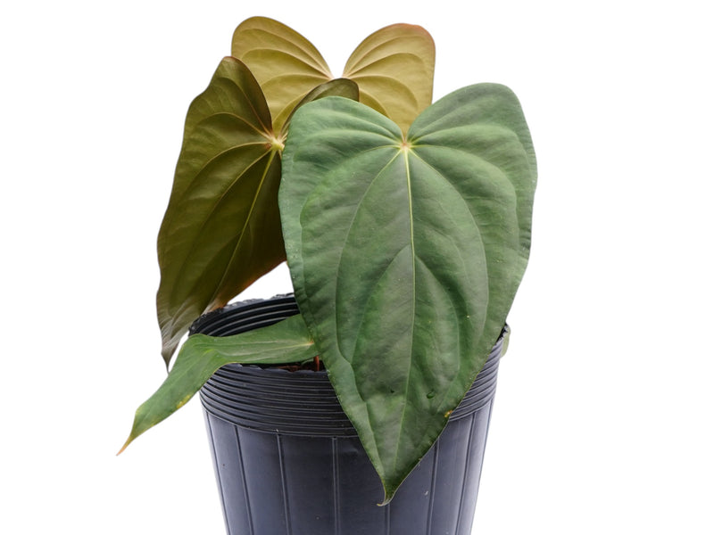 Anthurium regale light x Anthurium papillilaminum