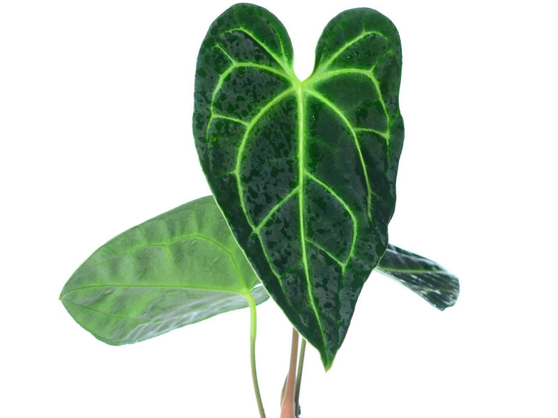 anthurium regale peru vs ecuador Anthurium regale (medium)