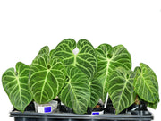 anthurium regale al por mayor Anthurium regale — Ecuagenera Orquídeas del Ecuador