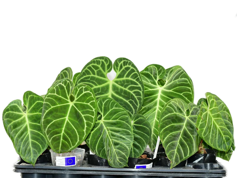 anthurium regale uk Anthurium regale