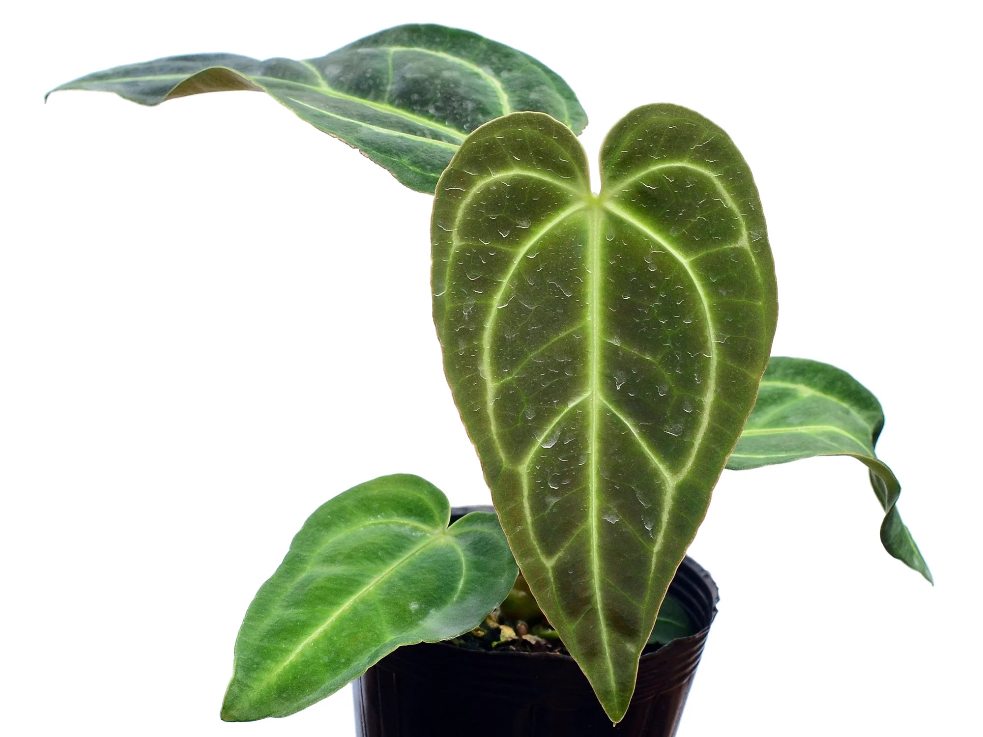 anthurium regale seedling Anthurium regale (seedling)