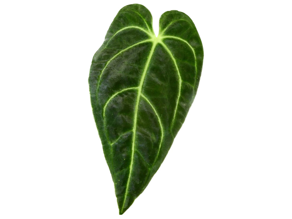 Anthurium regale (seedling)