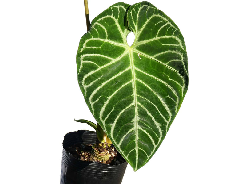 Anthurium regale stripes — Ecuagenera Orquídeas del Ecuador
