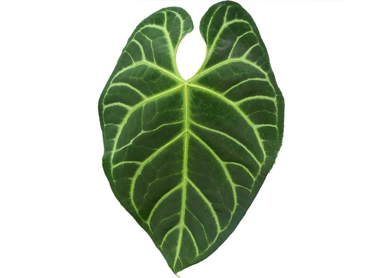 Anthurium regale x Anthurium Magnificent Girl — Ecuagenera Orquídeas ...