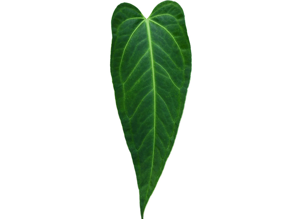 Anthurium regale x Anthurium moronense