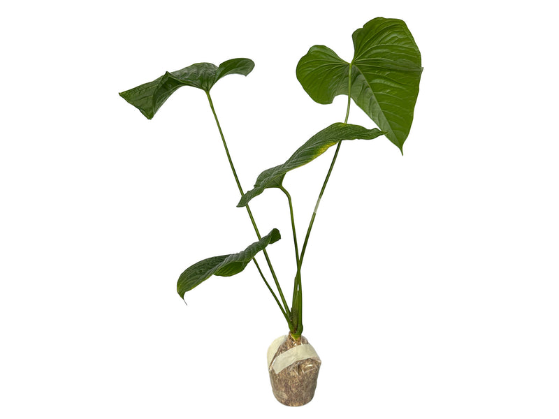 Anthurium rivulare