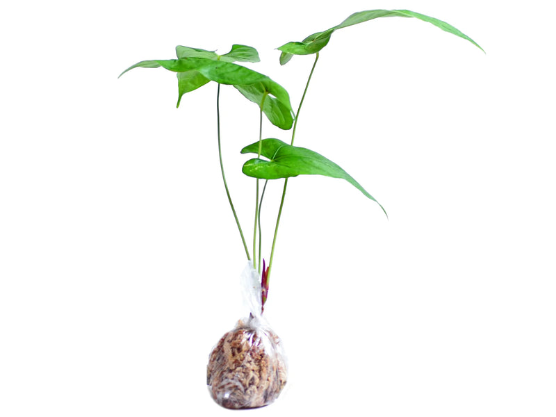 anthurium rotundatum Anthurium rotundistigmatum — Ecuagenera Orquídeas del Ecuador