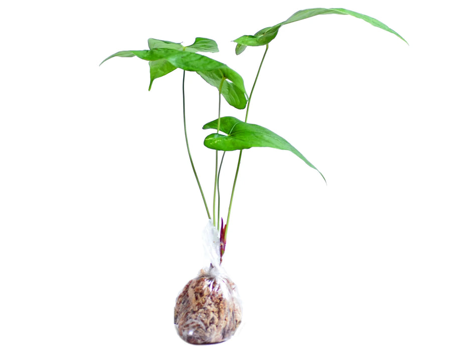 Anthurium rotundistigmatum