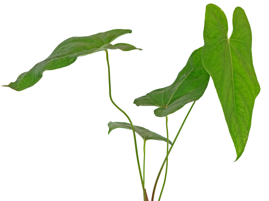 Anthurium rotundistigmatum