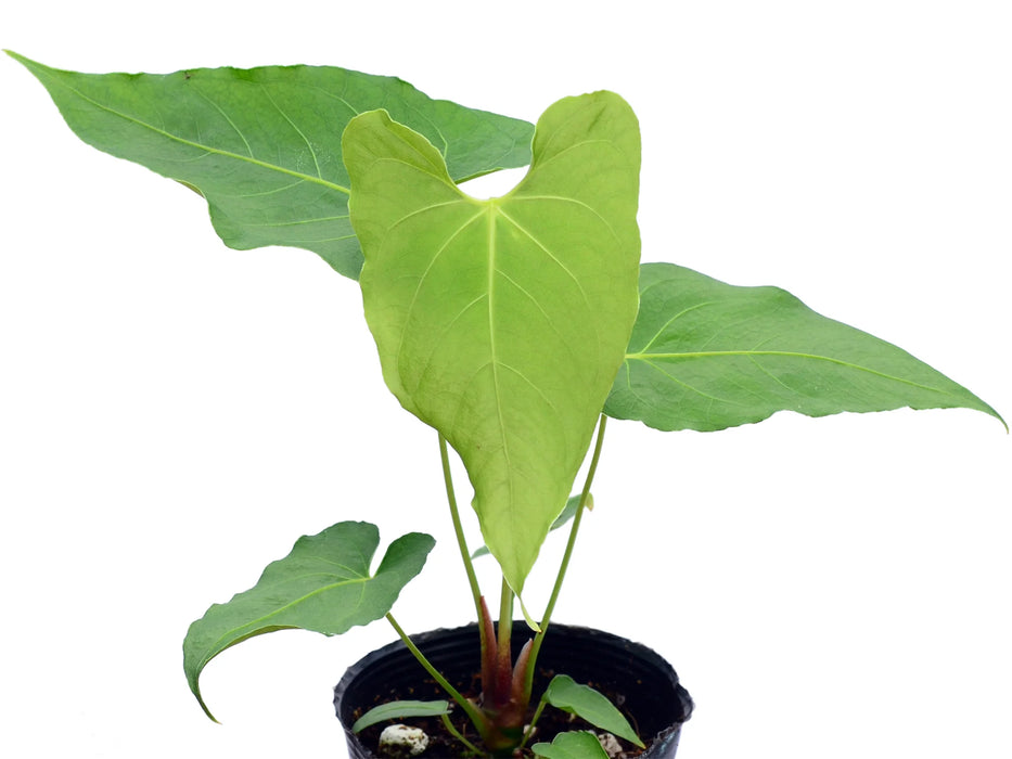 Anthurium rotundistigmatum (seedling)