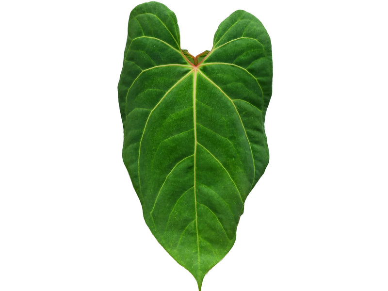 anthurium rotundistigmatum Anthurium rotundistigmatum x Anthurium besseae aff
