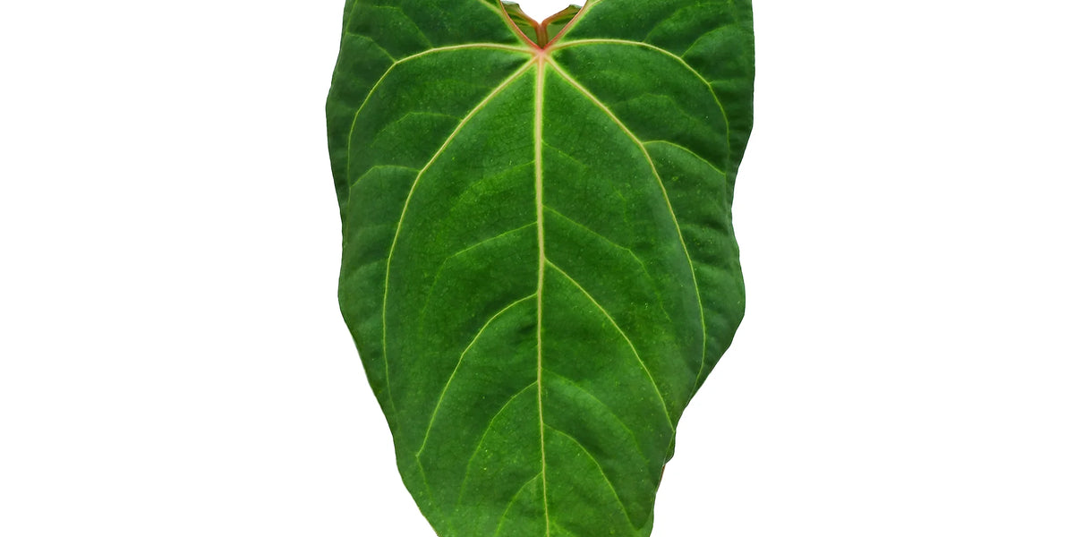 anthurium rotundatum Anthurium rotundistigmatum x Anthurium besseae aff — Ecuagenera Orquídeas  del Ecuador