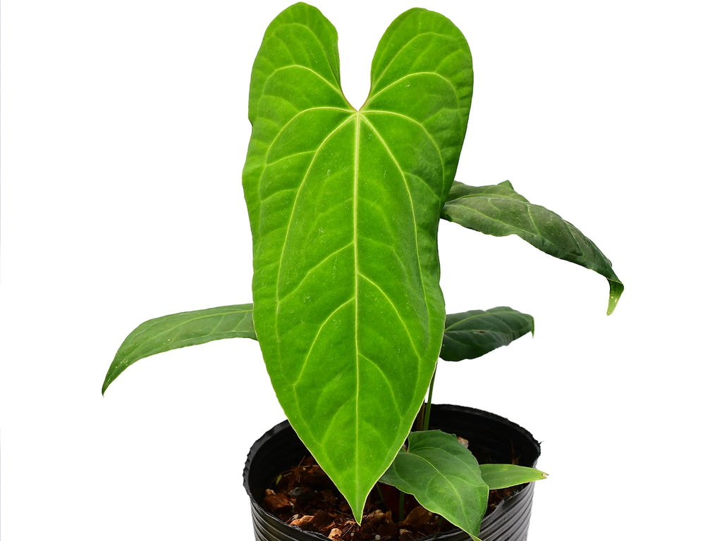 anthurium rotundistigmatum Anthurium rotundistigmatum x Anthurium besseae aff 'Inverse crossing'