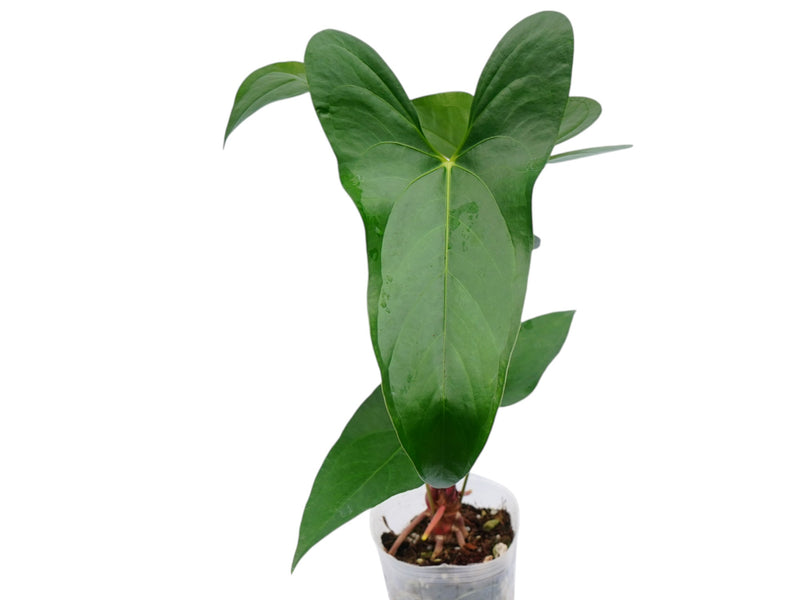 Anthurium rubrinervium x Anthurium pinkleyi