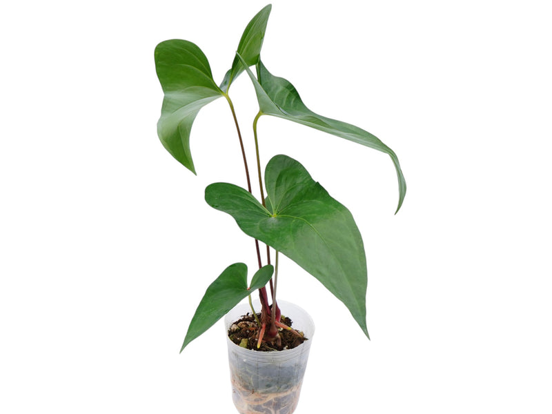 Anthurium rubrinervium x Anthurium pinkleyi