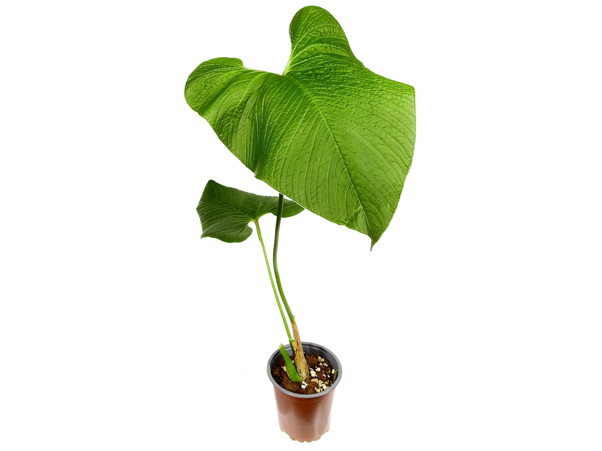 Anthurium rugulosum 【公式通販】