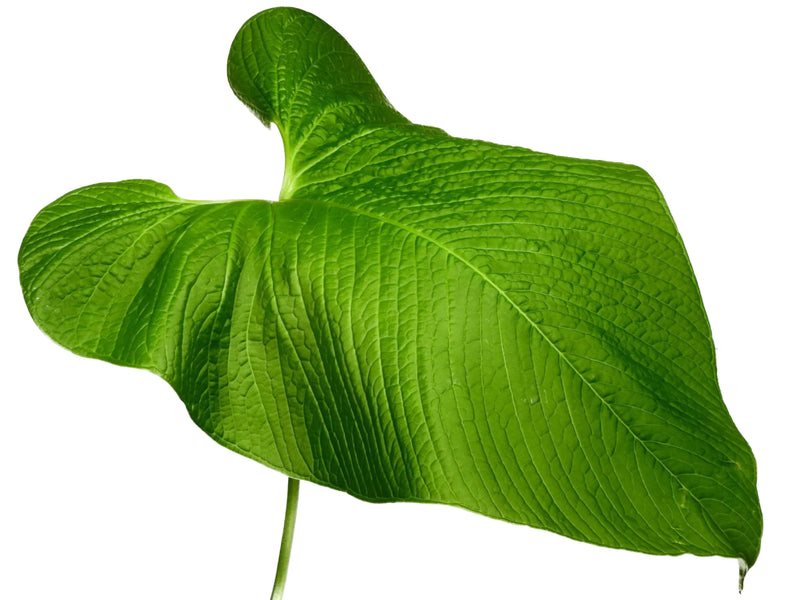 anthurium rugulosum for sale Anthurium rugulosum 'Chita'