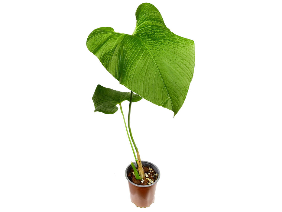 Anthurium rugulosum 'Chita' (medium)