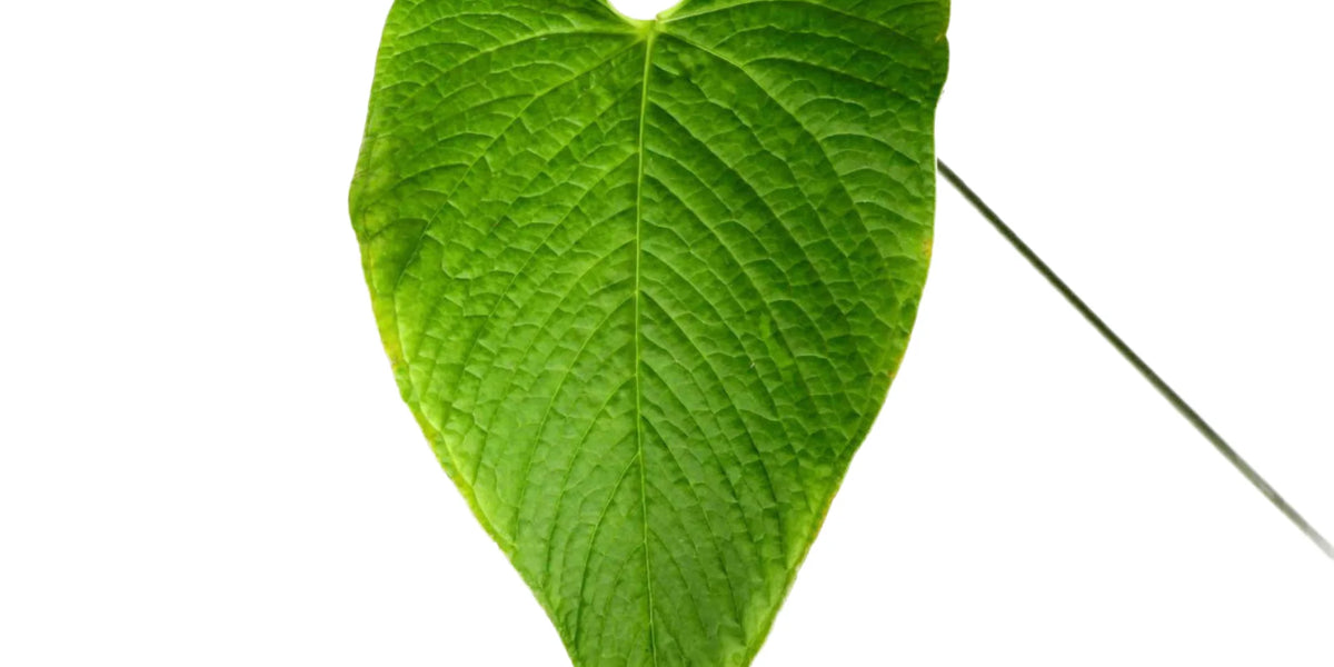 Anthurium rugulosum 'Chocolate' — Ecuagenera Orquídeas del Ecuador