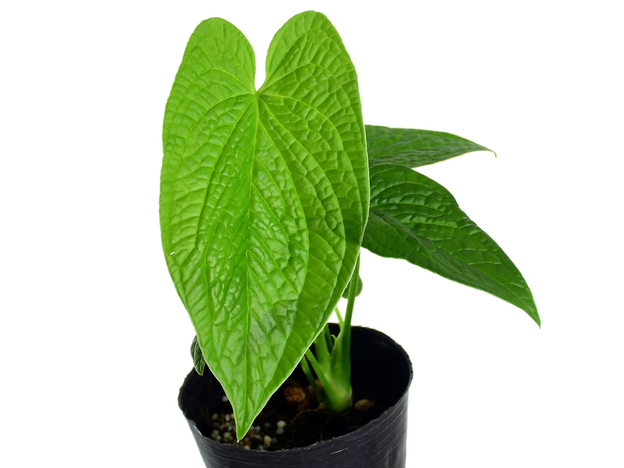 Anthurium rugulosum 'Crinitum' — Ecuagenera Orquídeas del Ecuador Anthurium rugulosum 'Crinitum' — Ecuagenera Orquídeas del Ecuador