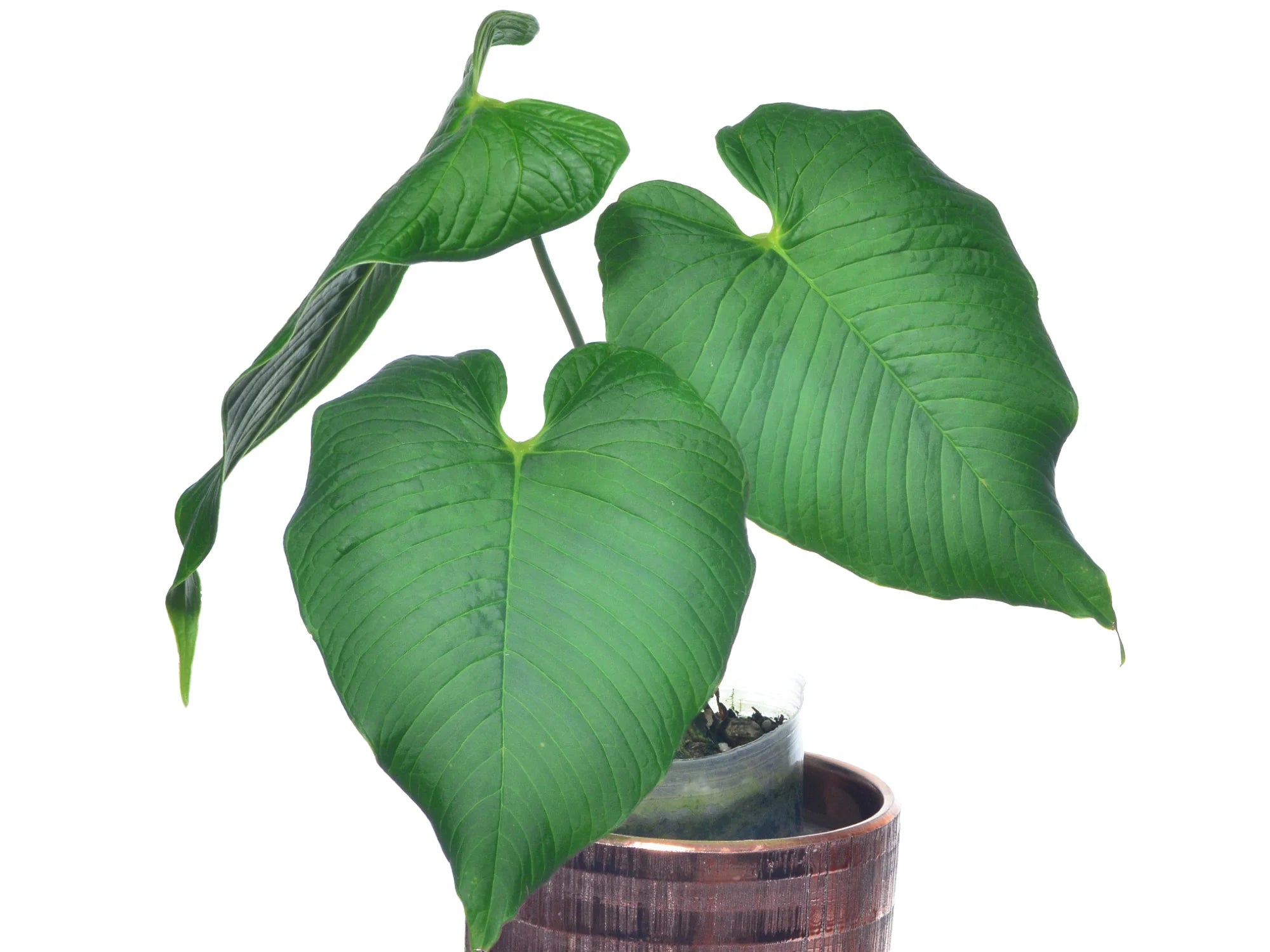 anthurium rugulosum for sale Anthurium rugulosum 'Lluruqui'