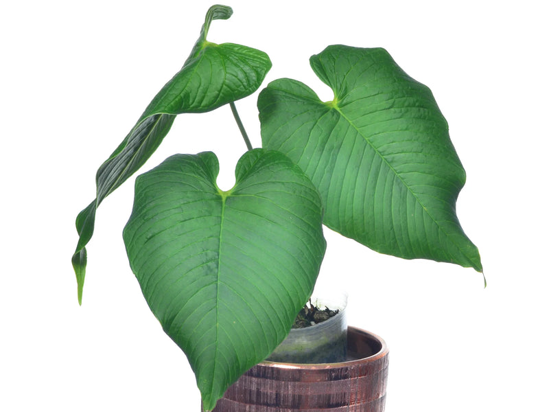 anthurium rugosum Anthurium rugulosum 'Lluruqui'