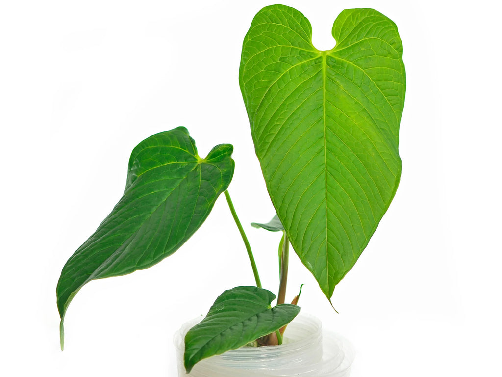 anthurium rugulosum Anthurium rugulosum 'Lluruquí' (seedling)