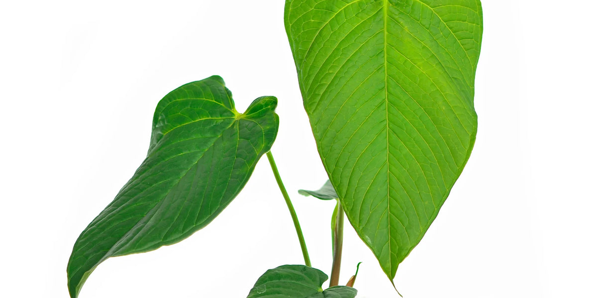 anthurium rugulosum for sale Anthurium rugulosum 'Lluruquí' (seedling)