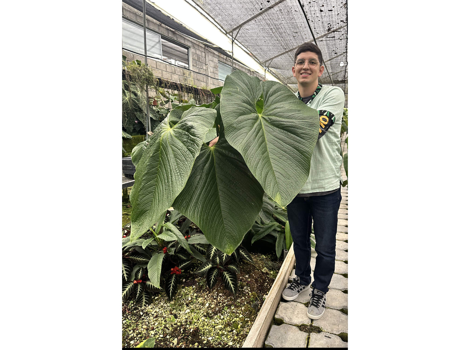 anthurium rugulosum Anthurium rugulosum 'Lluruqui' — Ecuagenera Orquídeas del Ecuador